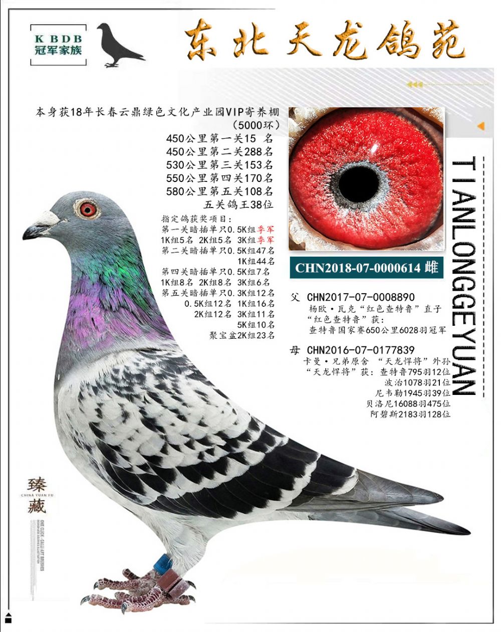 東北天龍鴿苑最新圖片，鴿界風采展現(xiàn)，價值與影響深度探討